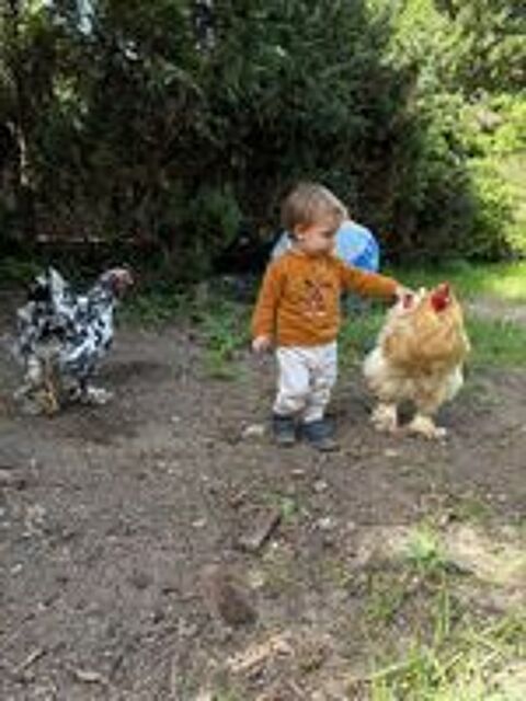   Coq brahma caillouté noir et blanc  