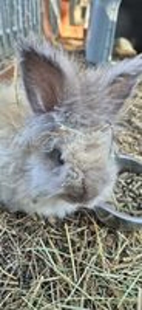   Lapin angora 