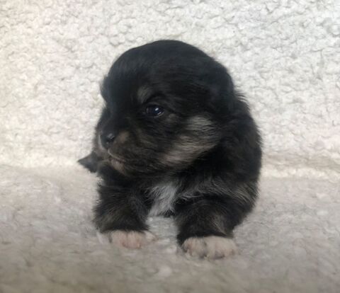 CHIOTS SPITZ NAIN mâles et femelle 1600 07460 Saint-paul-le-jeune