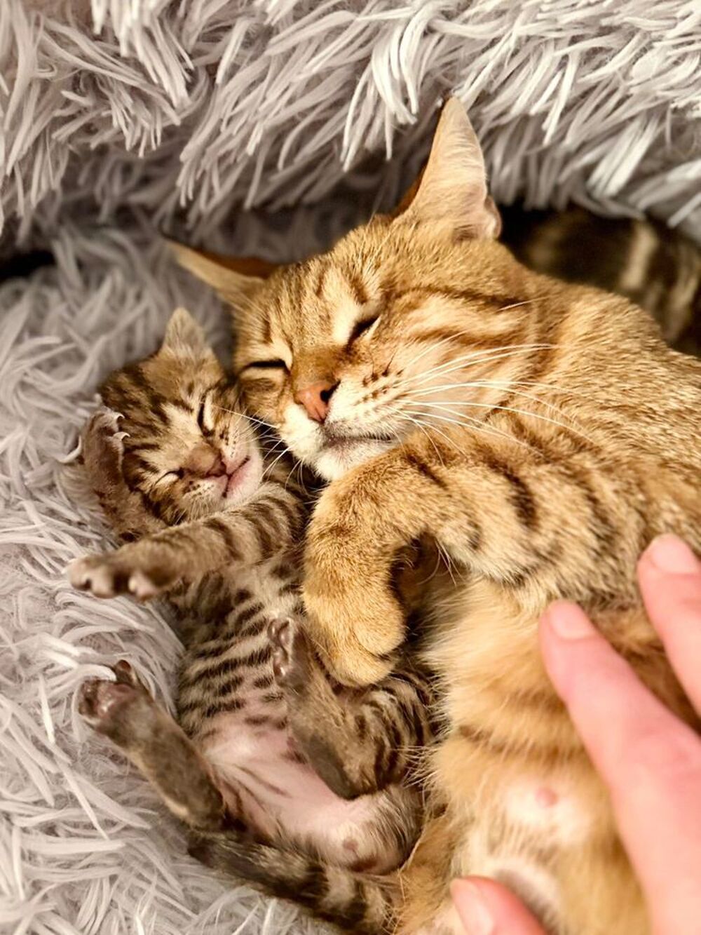   Chat HESTIA à l adoption 