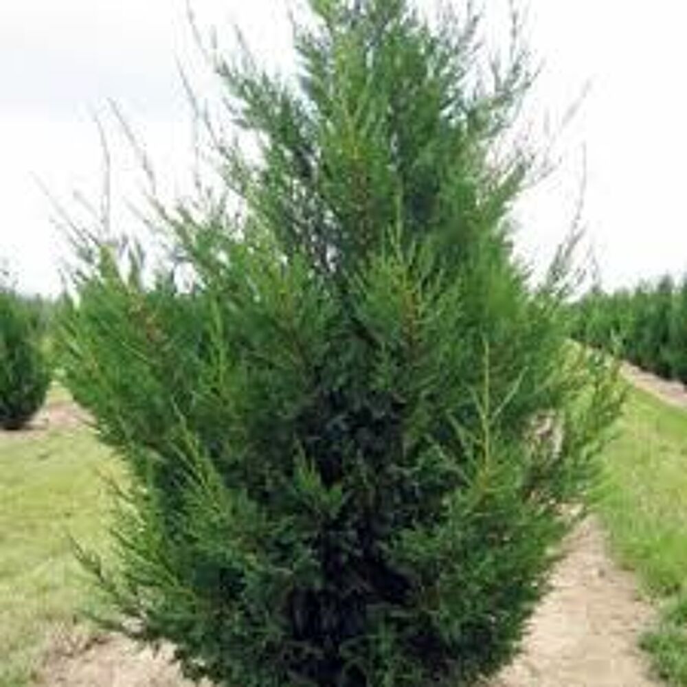 cypres de leyland de 2,00 m&egrave;tres de haut minimum Jardin