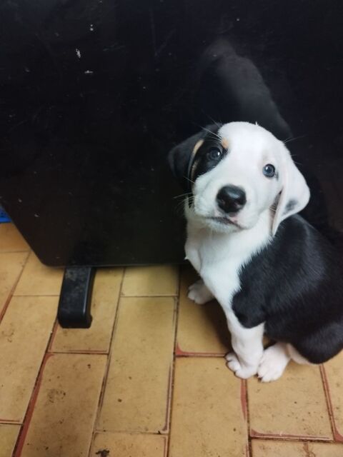 chiots crois&eacute;e de jagdterrier et border colli. 300 87310 Saint-laurent-sur-gorre