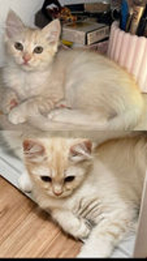   Adorables chatons persan disponible  