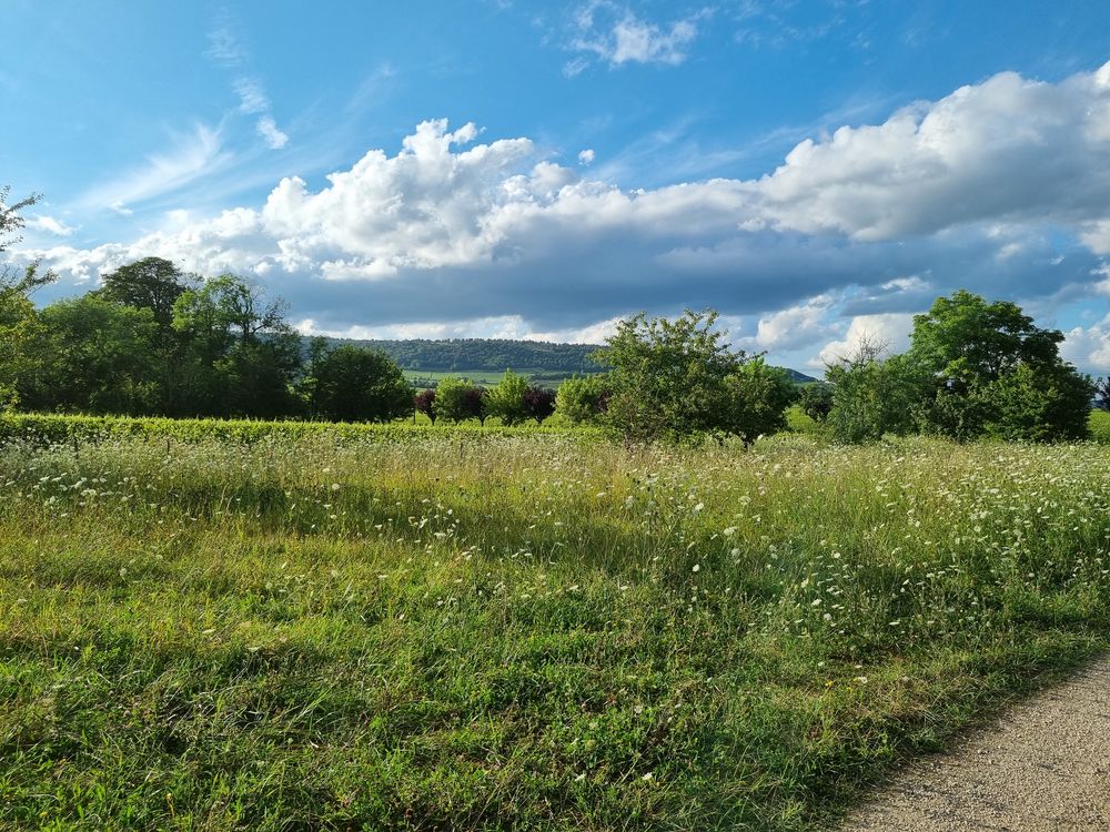 Vente Terrain Terrain 1 197 m² face aux vignes Bio de Puligny-Montrachet Puligny-montrachet