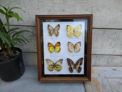 Boite � Cl�s Secr�te Trompe L'oeil Cadre Papillons 
45 Loches (37)