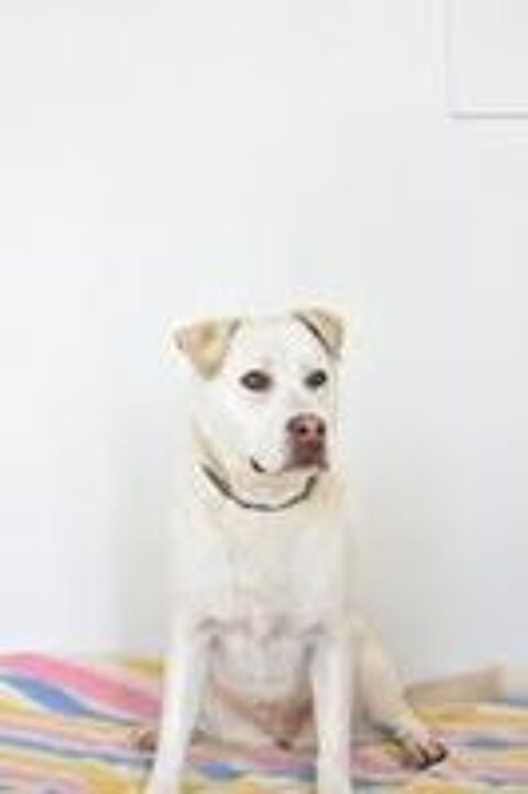   Chien TAIGA à l adoption 