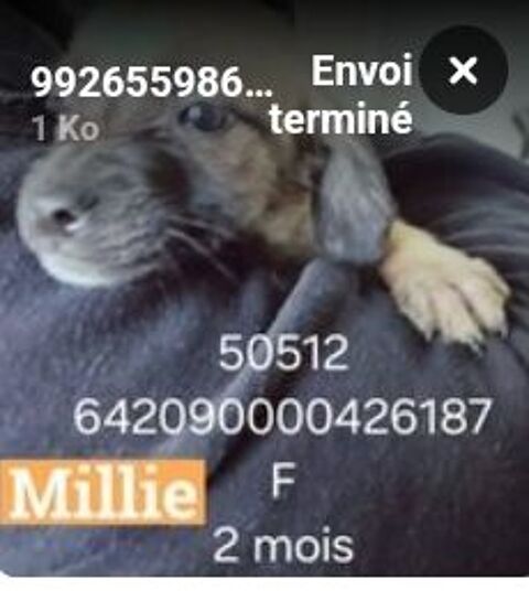 MILLIE FEMELLE NON STÉRILISÉE 2/3MOIS A SAUVER DE ROUMANIE ADOPTION OU ACCEUIL 0 75018 Paris