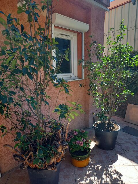 quatre arbustes de 240 CM  achat r�cent 380 La Garde (83)