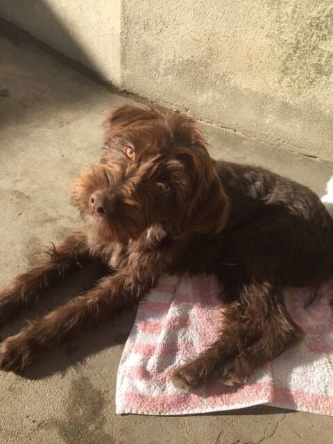 Lia chiot femelle adorable cherche adoptants serieux 250 11000 Carcassonne