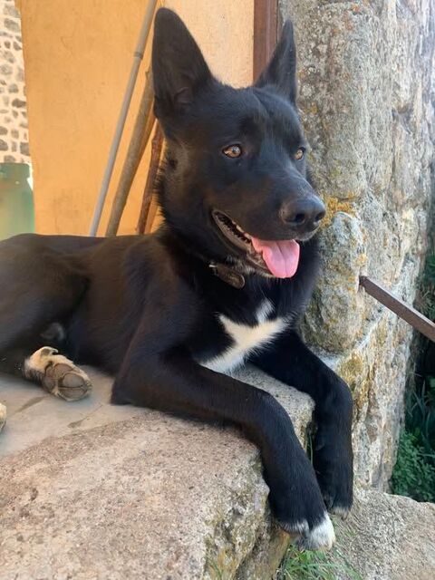 Chien ATLAS &agrave; l adoption 250 07200 Aubenas