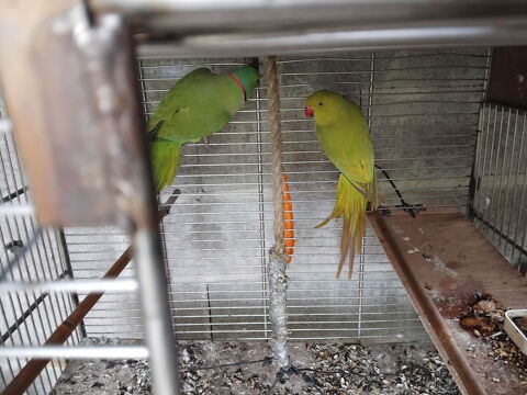 couple perruche �  collier 150 Tourlaville (50)