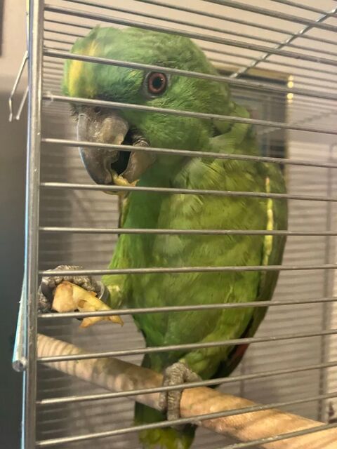 amazone �    front d'or 600 Clichy (92)