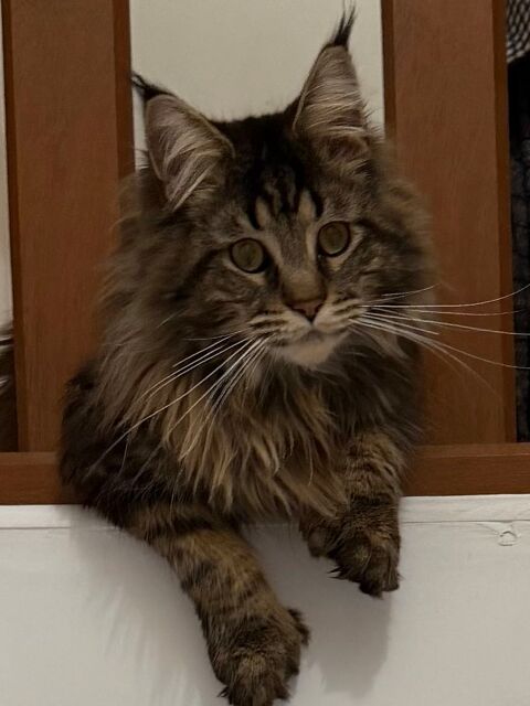 Chat Maine coon 1200 59500 Douai