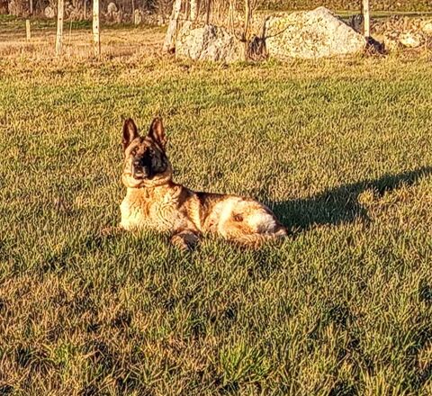 Chienne Berger Allemand 0 43170 Saugues