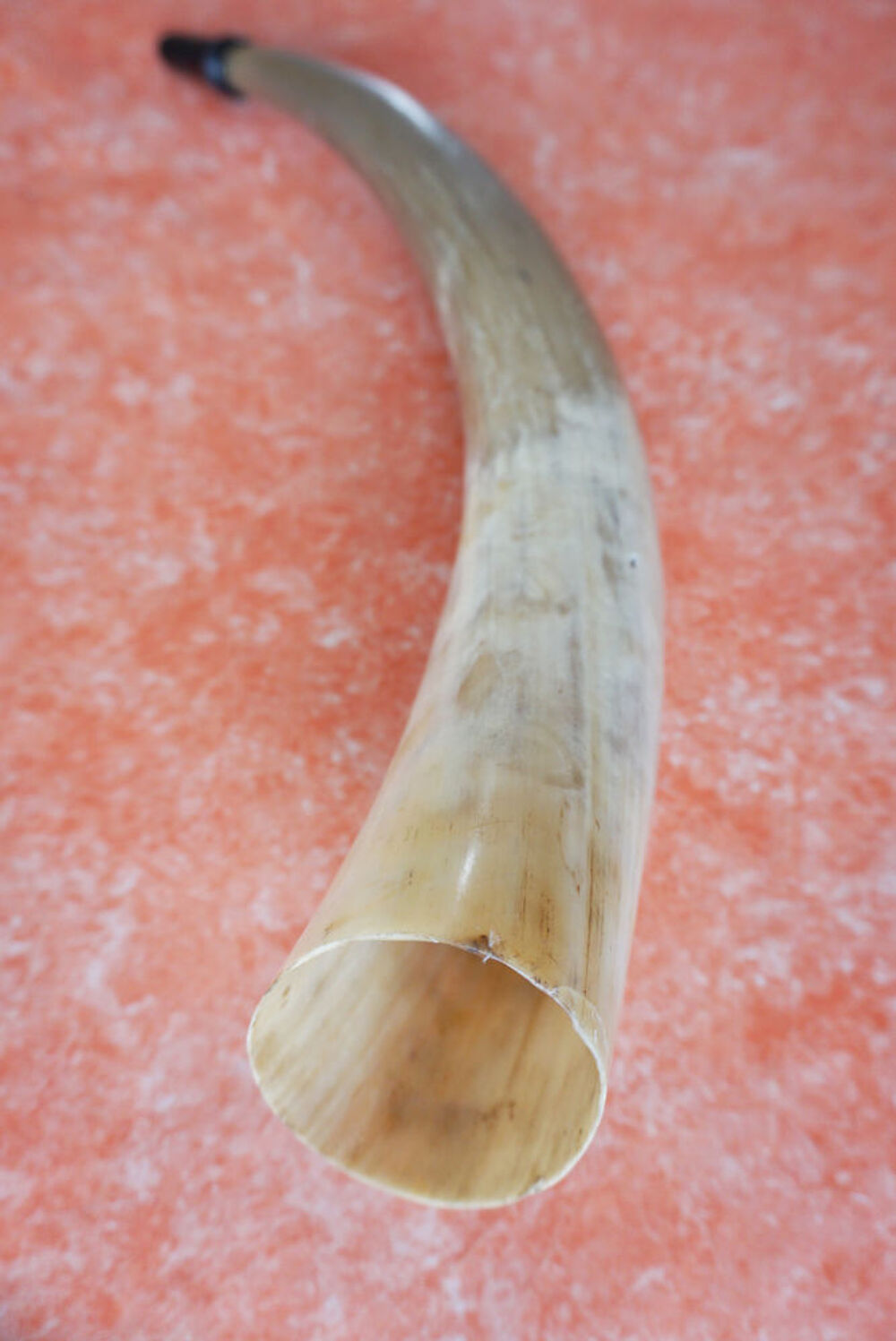corne de vache 