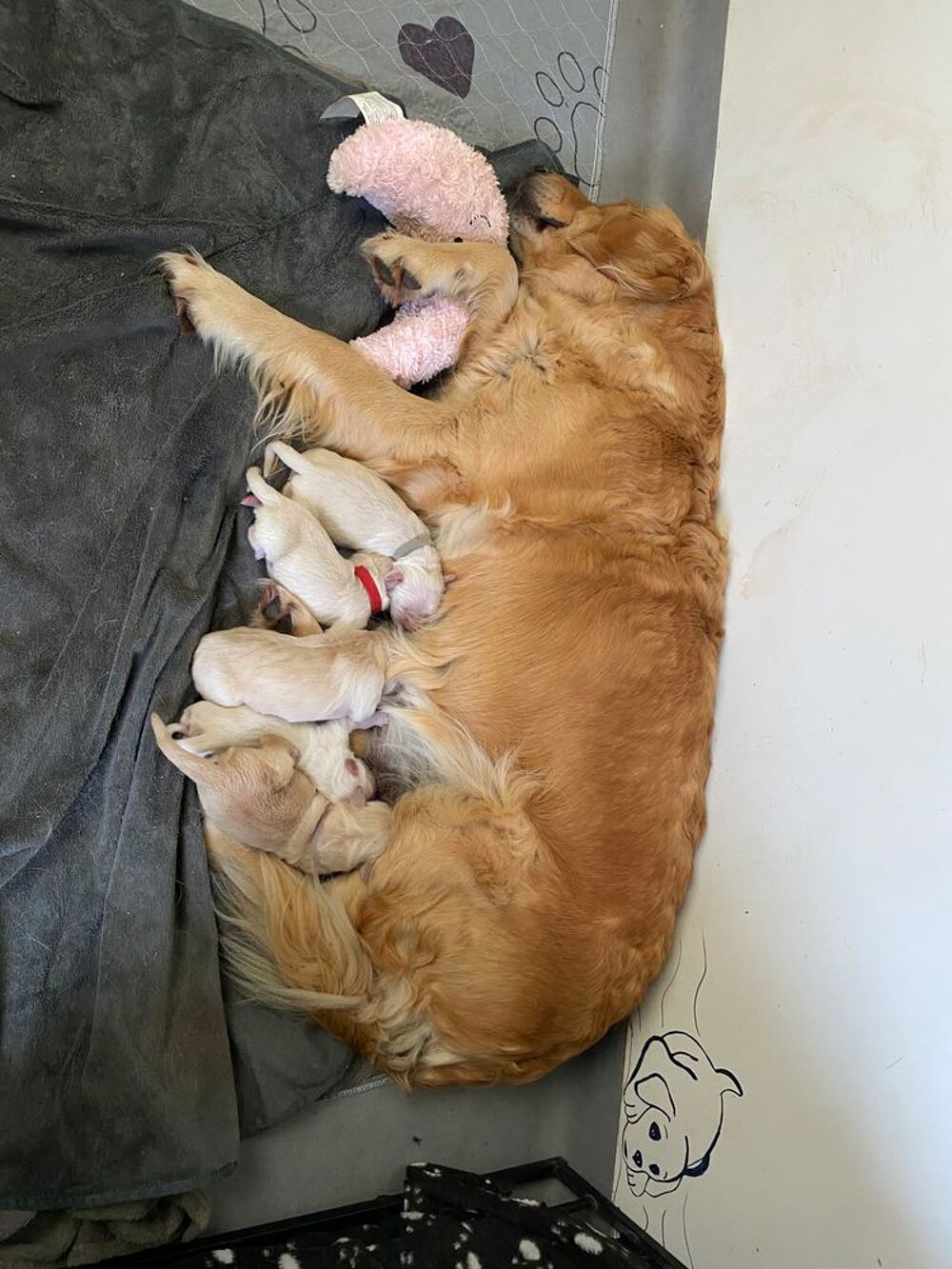   Chiots golden retriever

