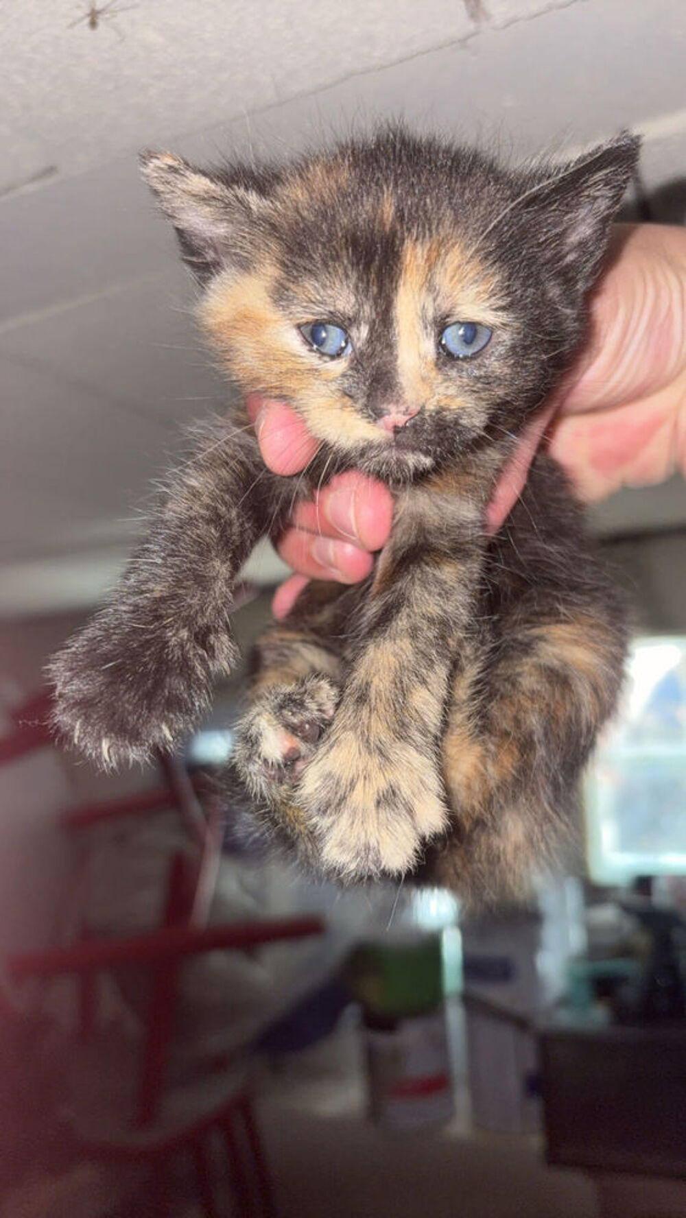chaton 2 mois Jardin