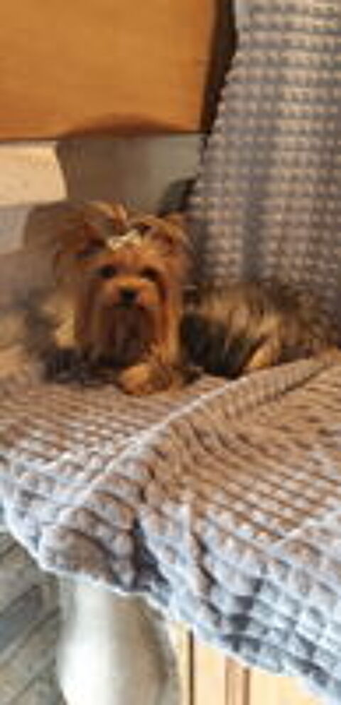   Petit mâle Yorkshire disponible pour saillie 