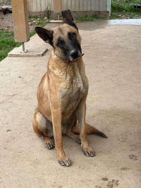 Berger Belge Malinois LOF 300 42260 Saint-julien-d'oddes