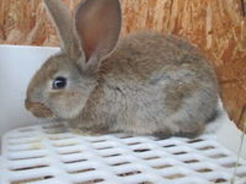   bébé lapin Géant des Flandres 