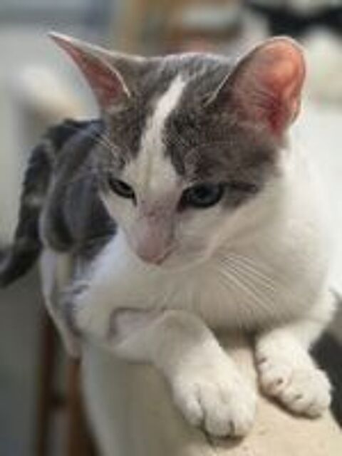   Adorable chat mâle à l'adoption 