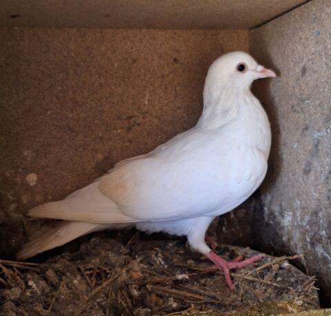 Pigeons Bisets adultes 6 30160 Bessges