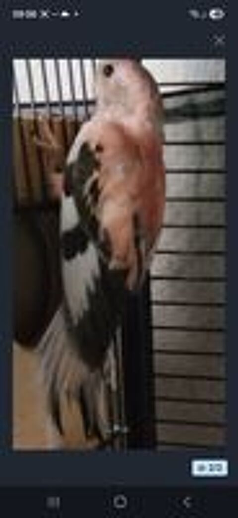   Perruche de bourke opaline 