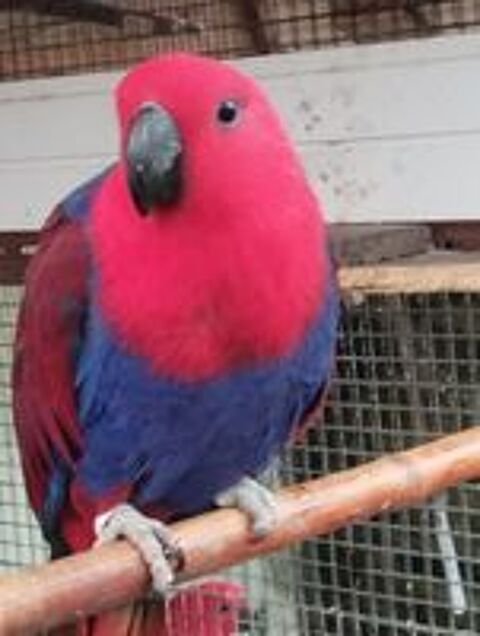   ECLECTUS. EAM 