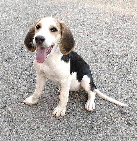 Cl&eacute;o, 4 mois, est &agrave; l'adoption 0 34000 Montpellier