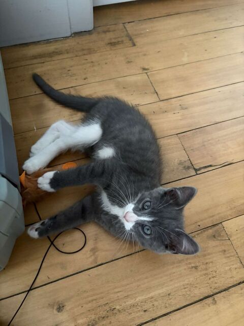 Don chaton 0 79000 Niort