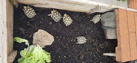 BB  nées dans mon jardin Menucourt (95)