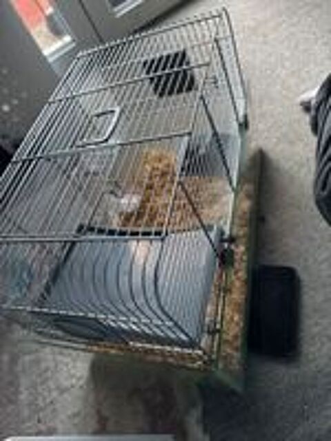  3 petites souris à donner plus la cage et la nourriture 