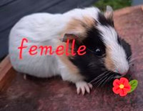   cochons d'inde 
M�les et femelles 