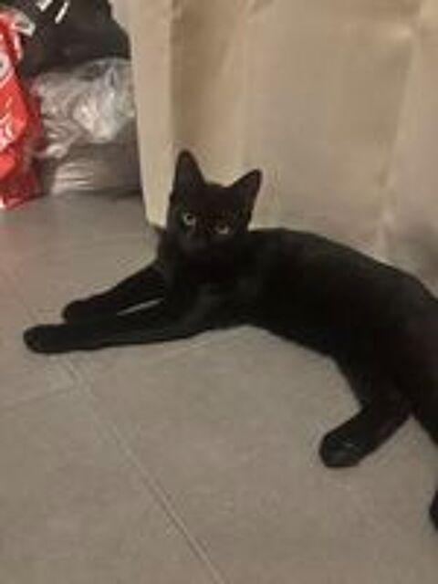   Chat de 6mois à donnée 