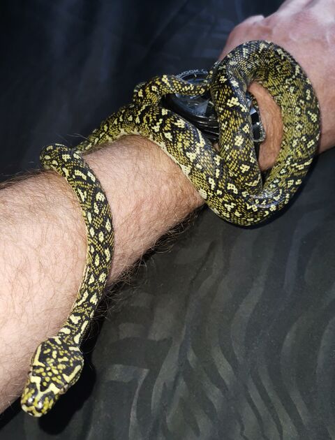 morélia spilota spilota (python diamant) 1300 59650 Villeneuve-d'ascq