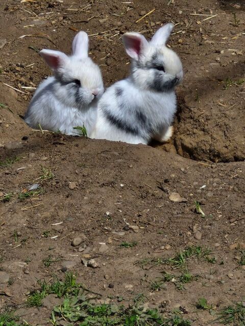 Lapin minilop 0 24130 Saint-pierre-d'eyraud