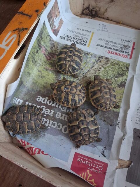 Tortues 2024 50 82100 Lafitte
