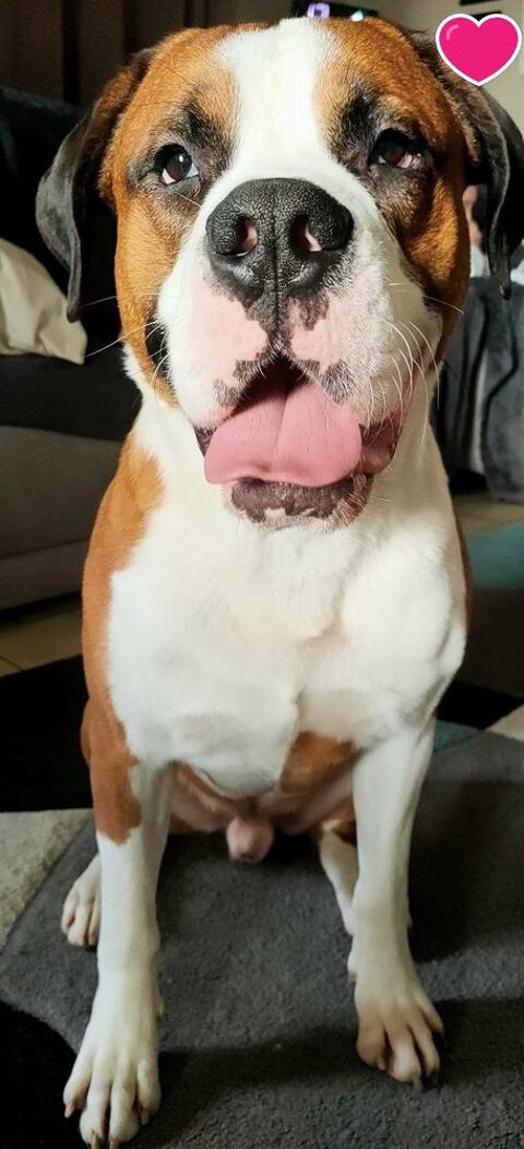 Marty, affectueux croisé Saint Bernard et Bouledogue Américain 180 50460 Urville-nacqueville