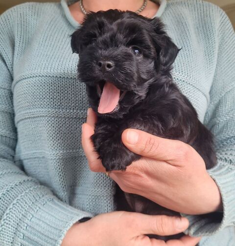 Chiots bichon havanais  950 24000 P�rigueux