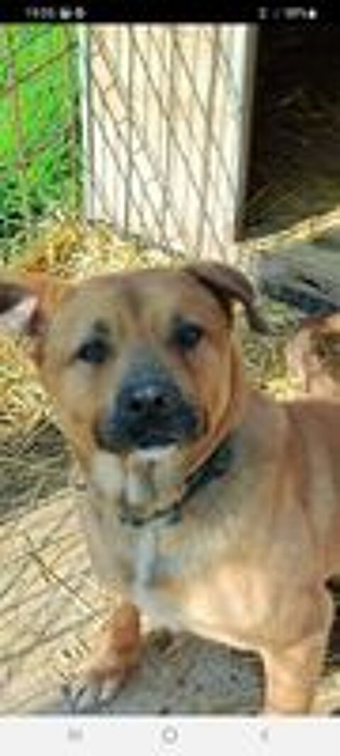   Paco mle 2ans crois malinois  