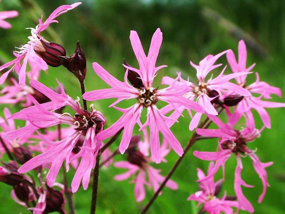 Lychnis flos-cuculi graines
Jardin