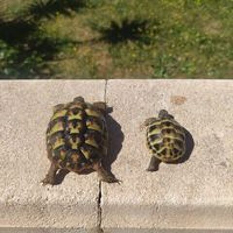   Tortues de terre hh 