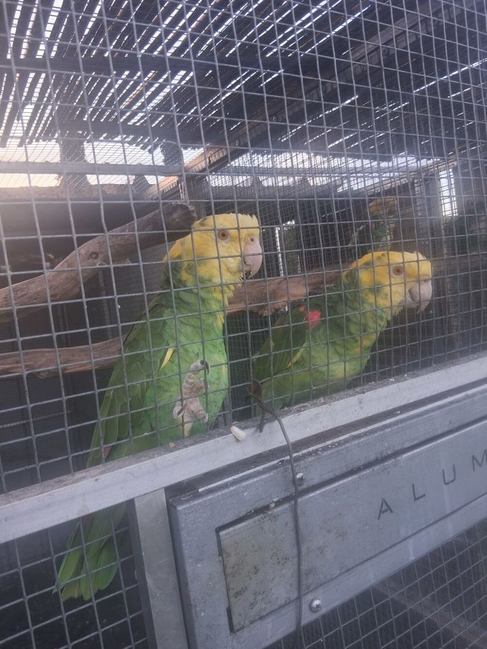   Couple repro amazone  