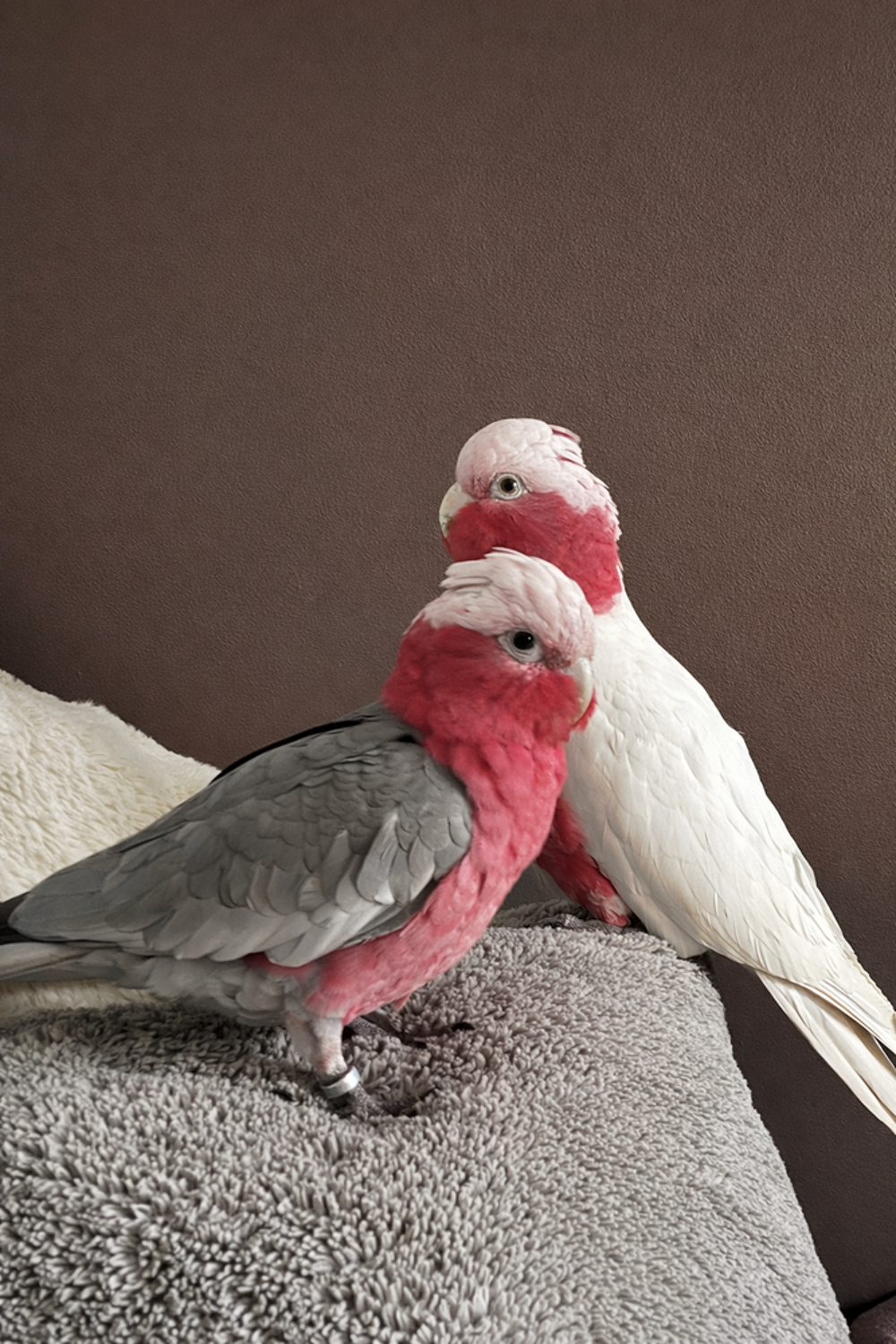   Jeune couple de cacatoès rosalbin eam 