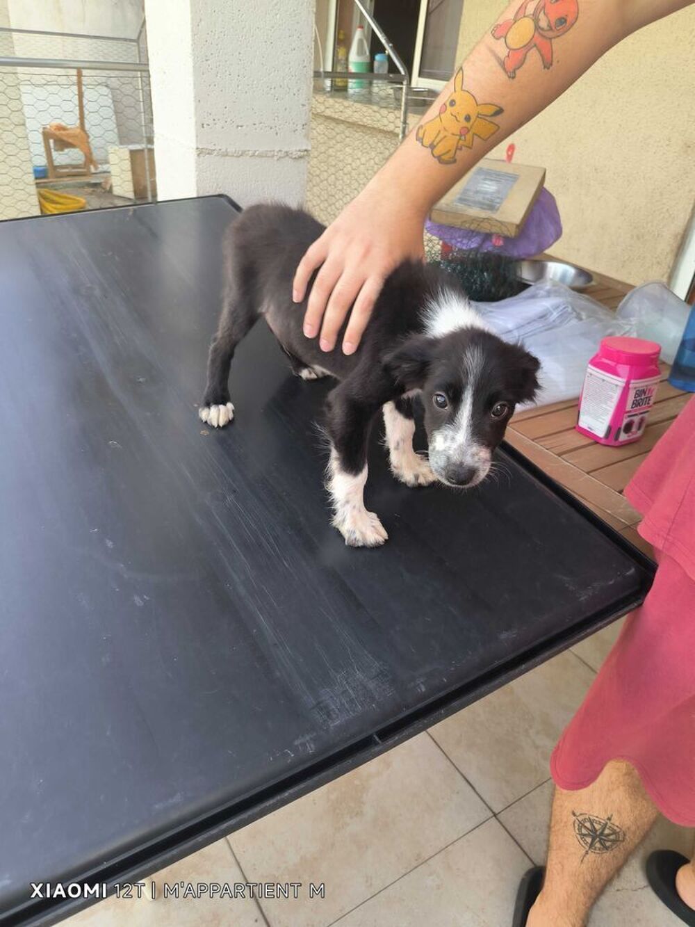 chiot border collie Jardin