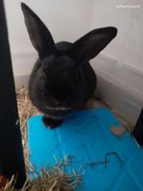   Lapin fermier mâle de 2 ans 