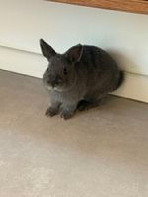   Lapin nain 