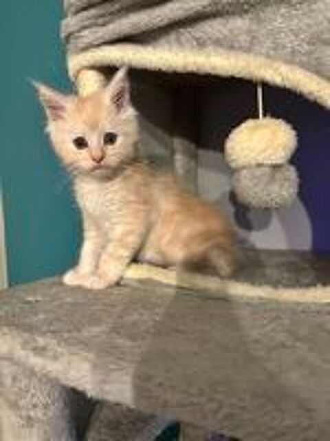   Chaton Maine coon loof  