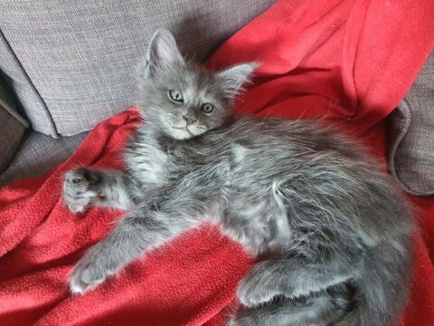 3 chatons maine coons &agrave; la recherche d'une famille
1250 83160 La valette-du-var