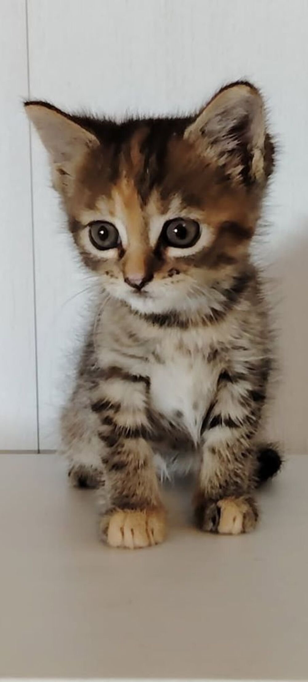   CHATON ANGORA x Bengal  